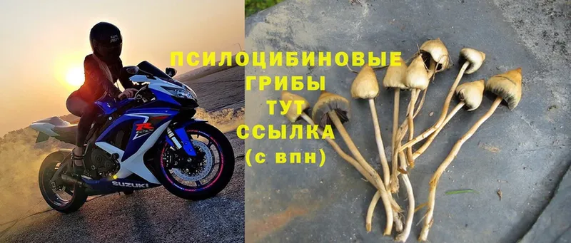 Галлюциногенные грибы Cubensis  где найти   Тайшет 